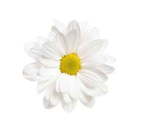 Photo of Beautiful chrysanthemum flower on white background