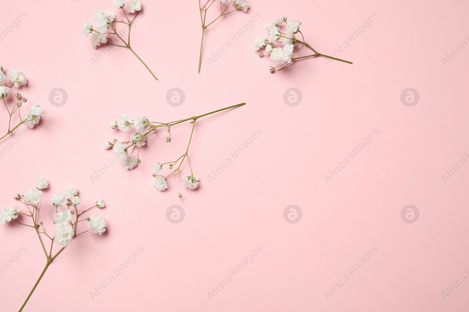 Photo of Beautiful floral composition with gypsophila on pink background, flat lay. Space for text