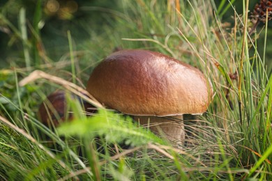 Photo of Wild mushrooms growing in forest, closeup view