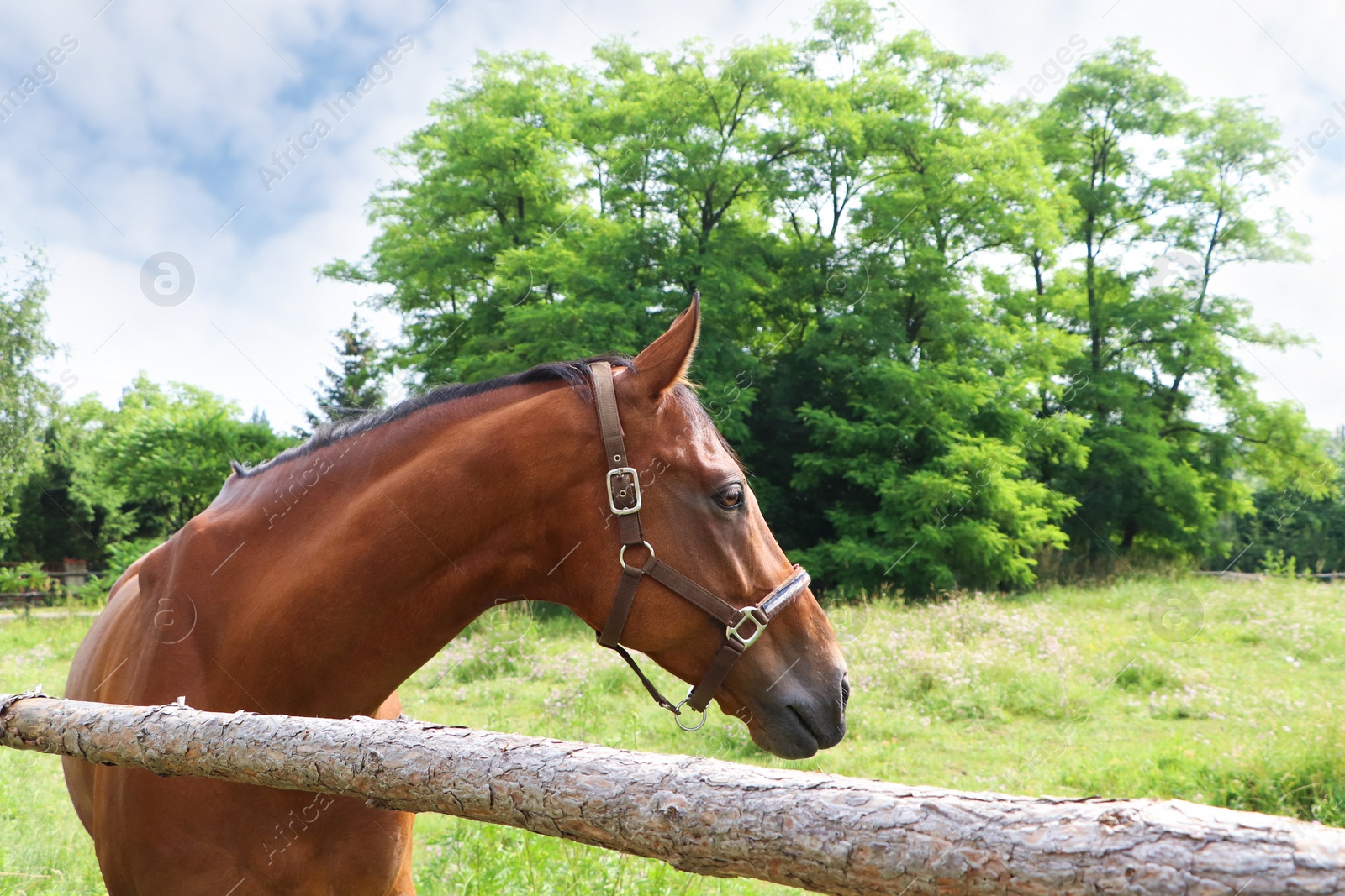 Photo of Beautiful horse in paddock near fence outdoors