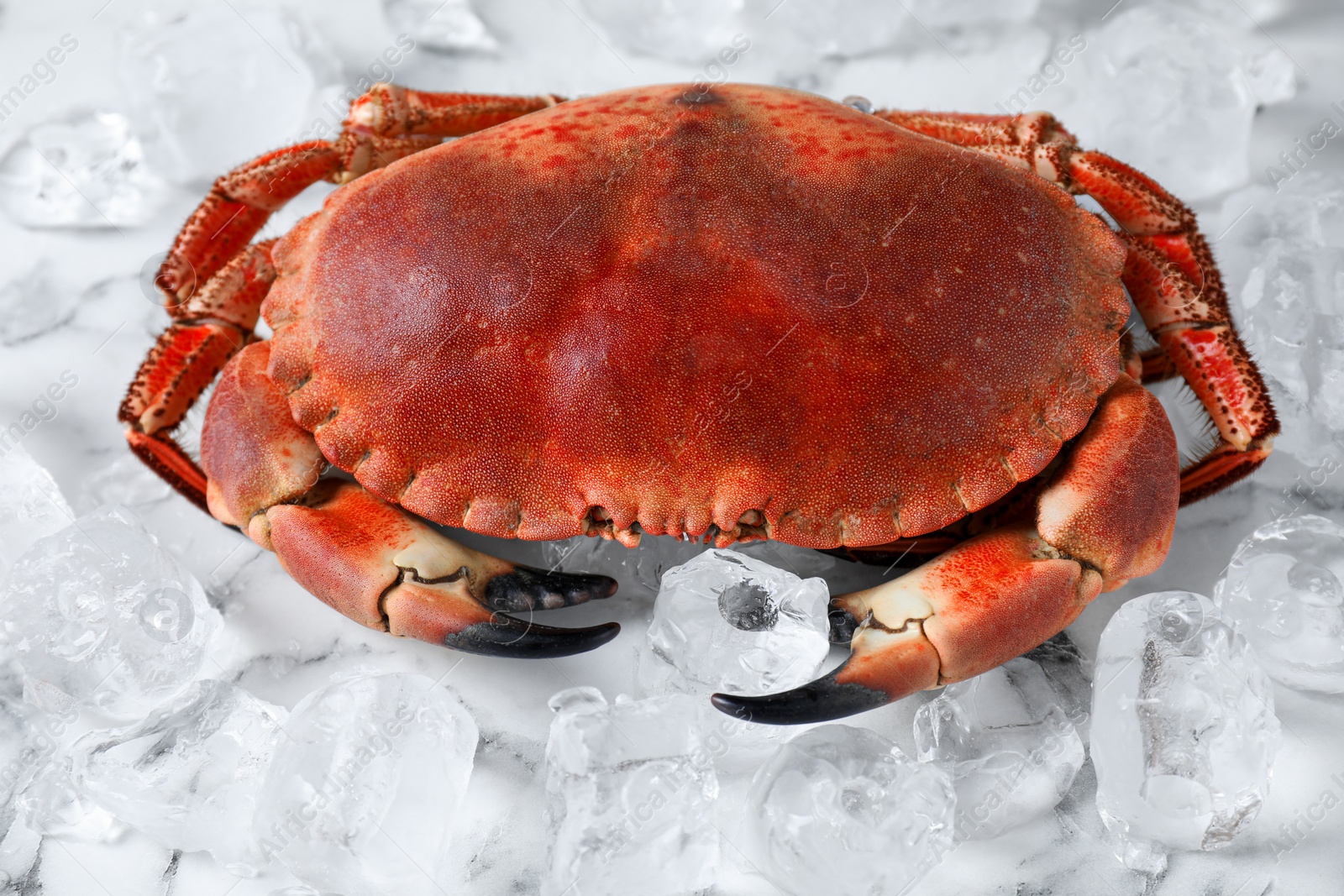Photo of Delicious boiled crab and ice on white marble table, closeup