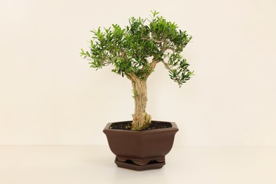 Beautiful bonsai tree in pot on table against light wall