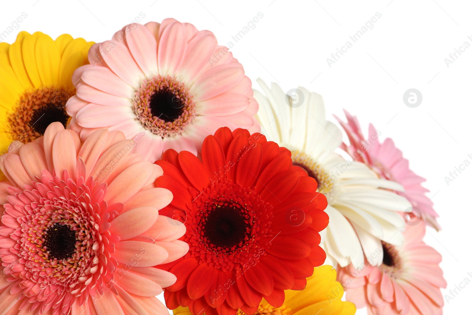 Photo of Bouquet of beautiful colorful gerbera flowers on white background, closeup