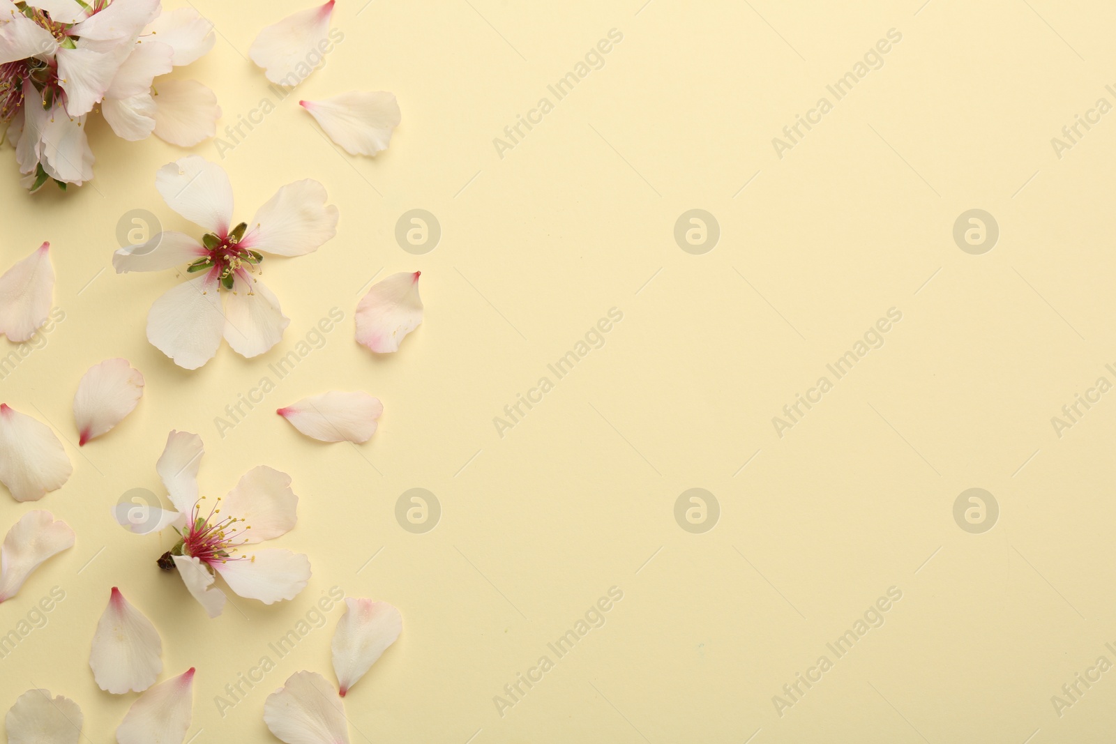 Photo of Spring blossoms and petals on beige background, top view. Space for text