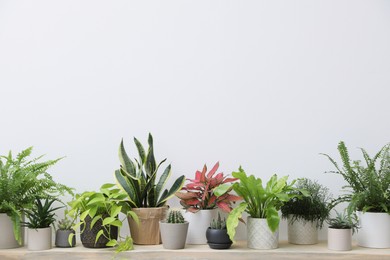 Many different houseplants on wooden table near white wall