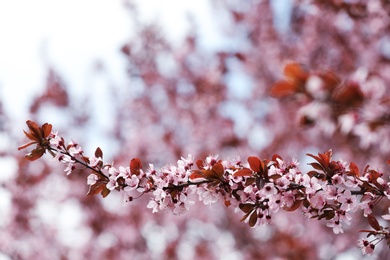 Closeup view of tree branches with tiny flowers outdoors. Amazing spring blossom