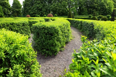 Photo of Beautiful view of green hedge maze on sunny day