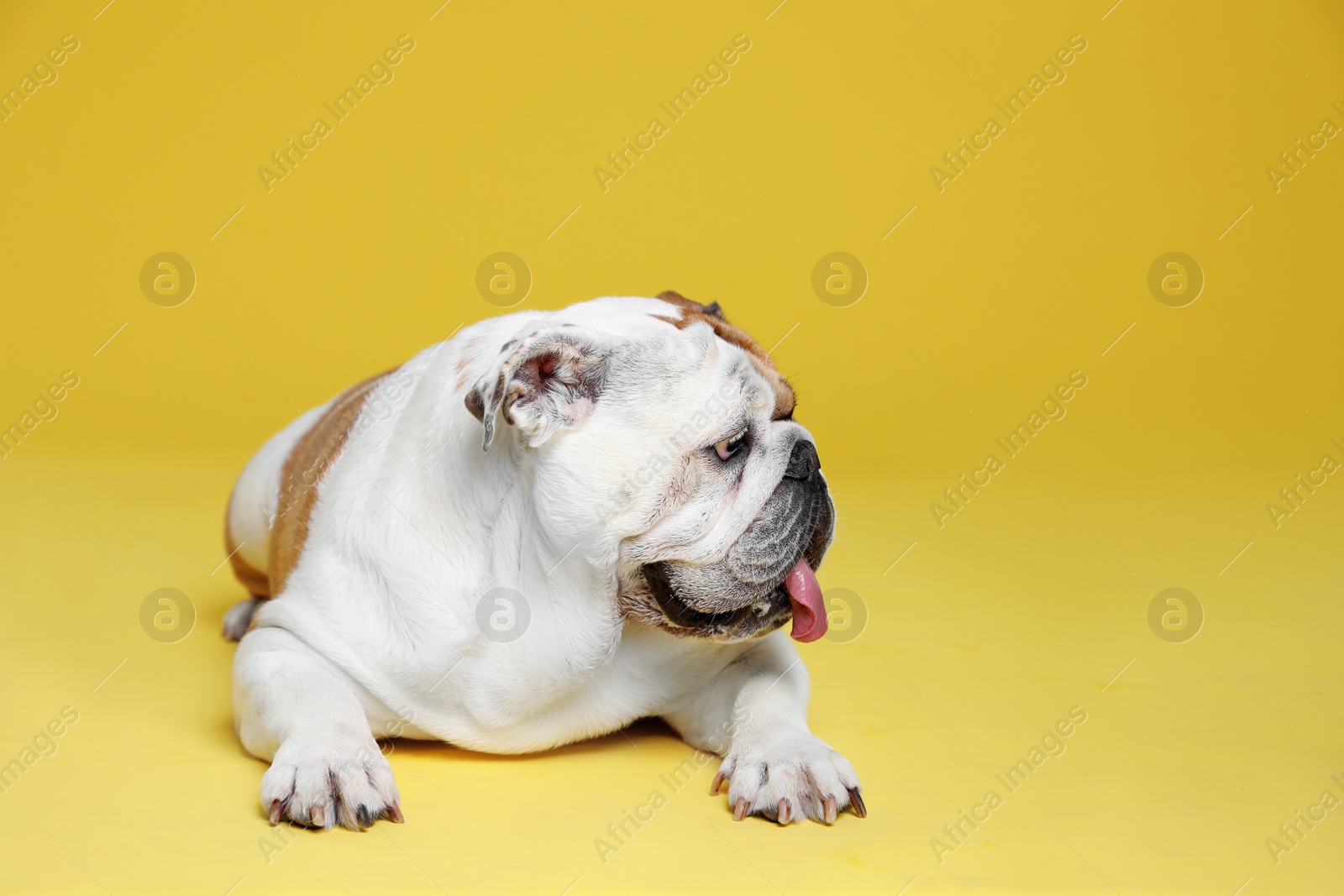 Photo of Adorable funny English bulldog on yellow background