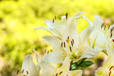 Beautiful blooming lily flowers in garden, closeup