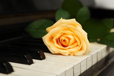 Photo of Beautiful yellow rose on piano keys, closeup