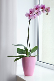 Photo of Beautiful potted Phalaenopsis orchid on window sill indoors