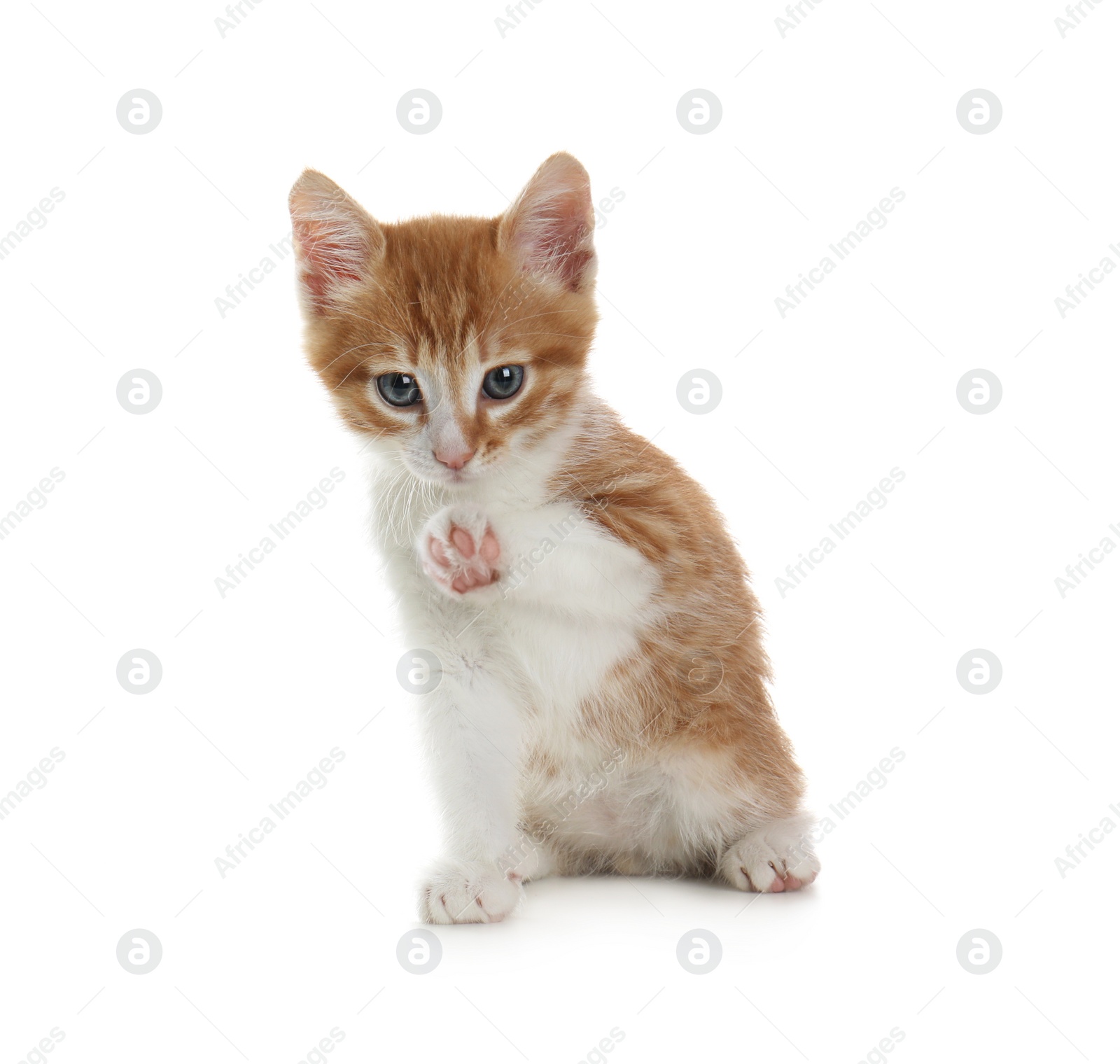 Photo of Cute little kitten sitting on white background