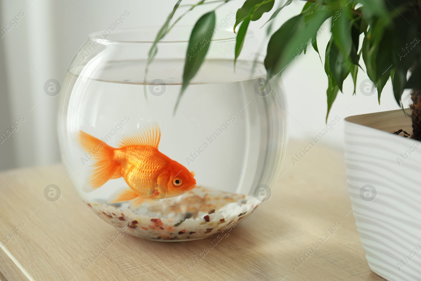 Photo of Beautiful bright small goldfish in round glass aquarium on wooden table indoors