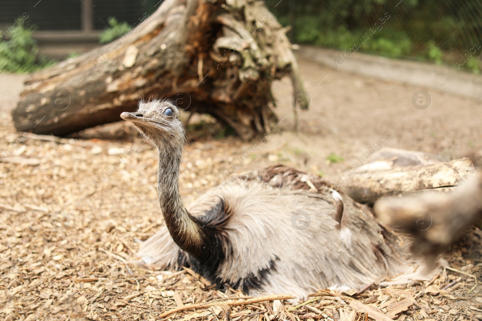 Photo of Cute ostrich in zoological garden. Exotic bird