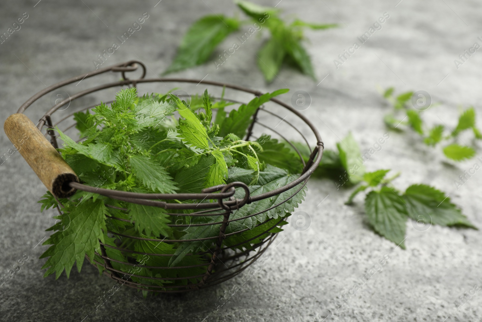 Photo of Fresh stinging nettle leaves in metal basket on grey table, closeup. Space for text