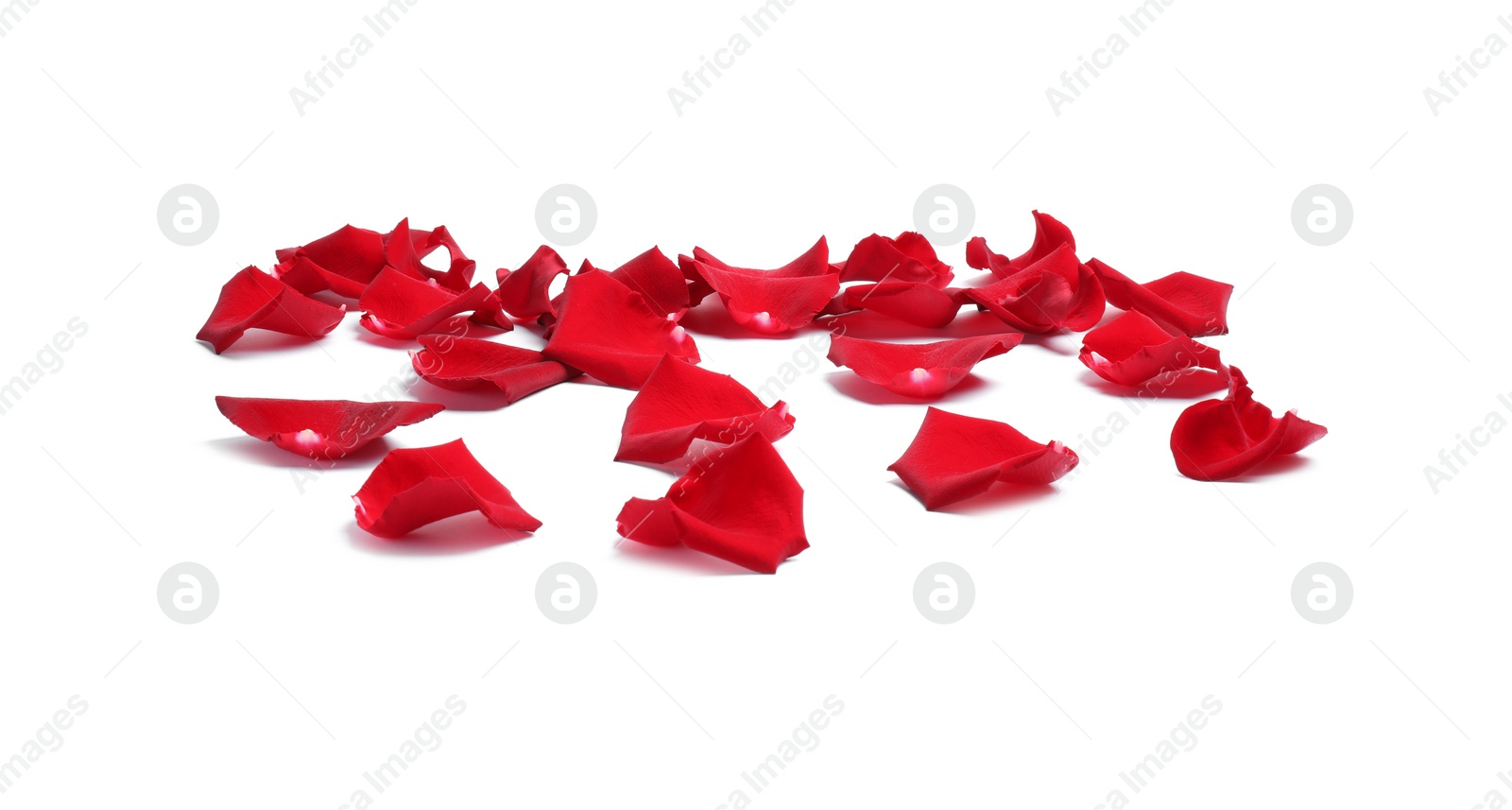 Photo of Beautiful red rose petals on white background