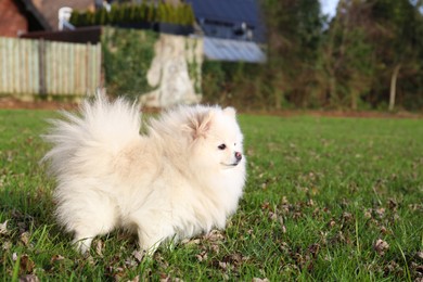 Photo of Cute fluffy Pomeranian dog on green grass outdoors, space for text. Lovely pet