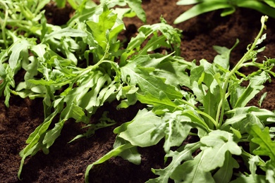 Photo of Young sprouts of arugula plant in soil, closeup