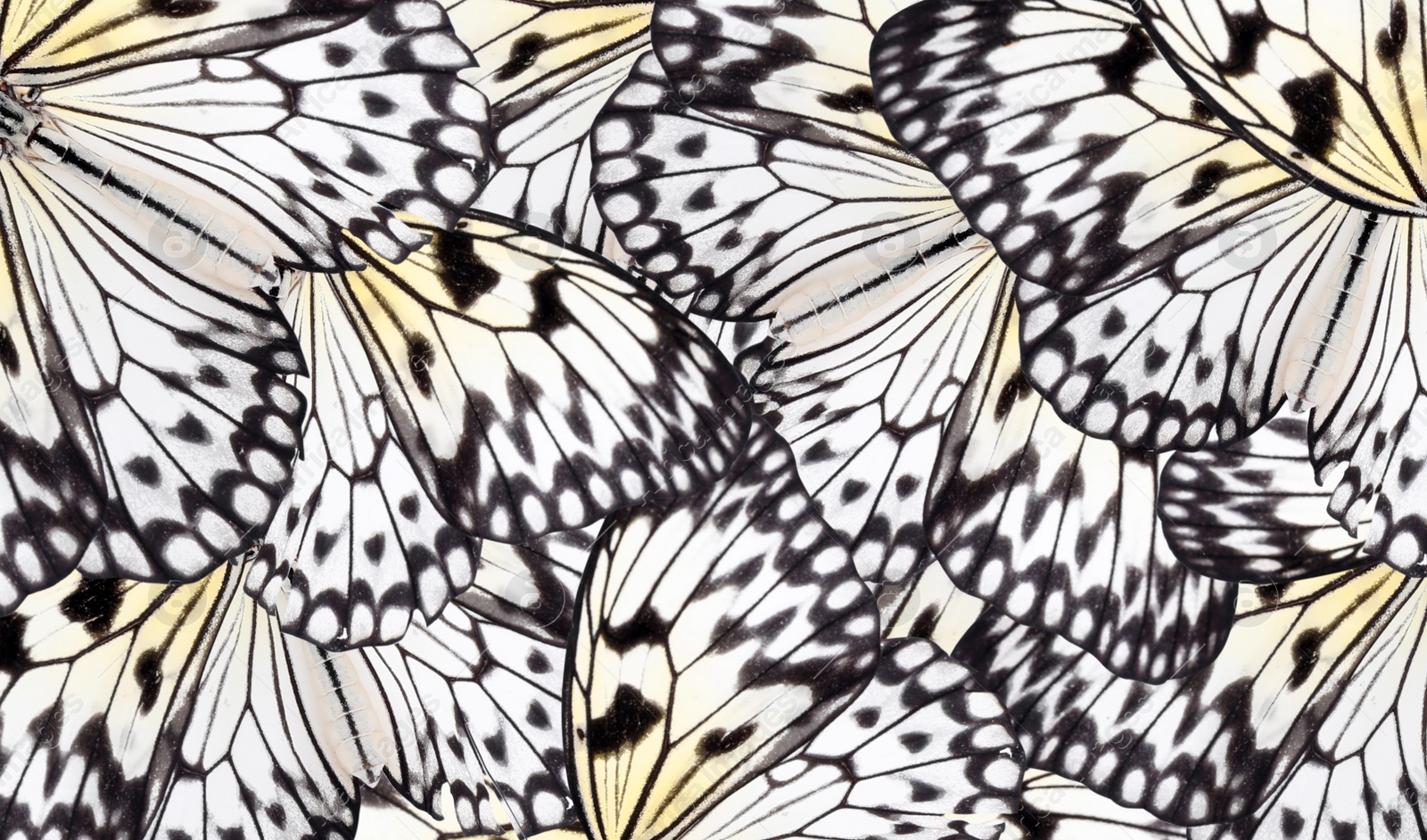 Image of Beautiful rice paper butterfly wings as background, closeup