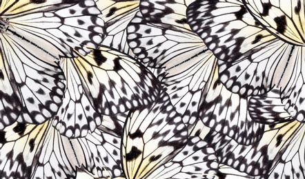 Image of Beautiful rice paper butterfly wings as background, closeup