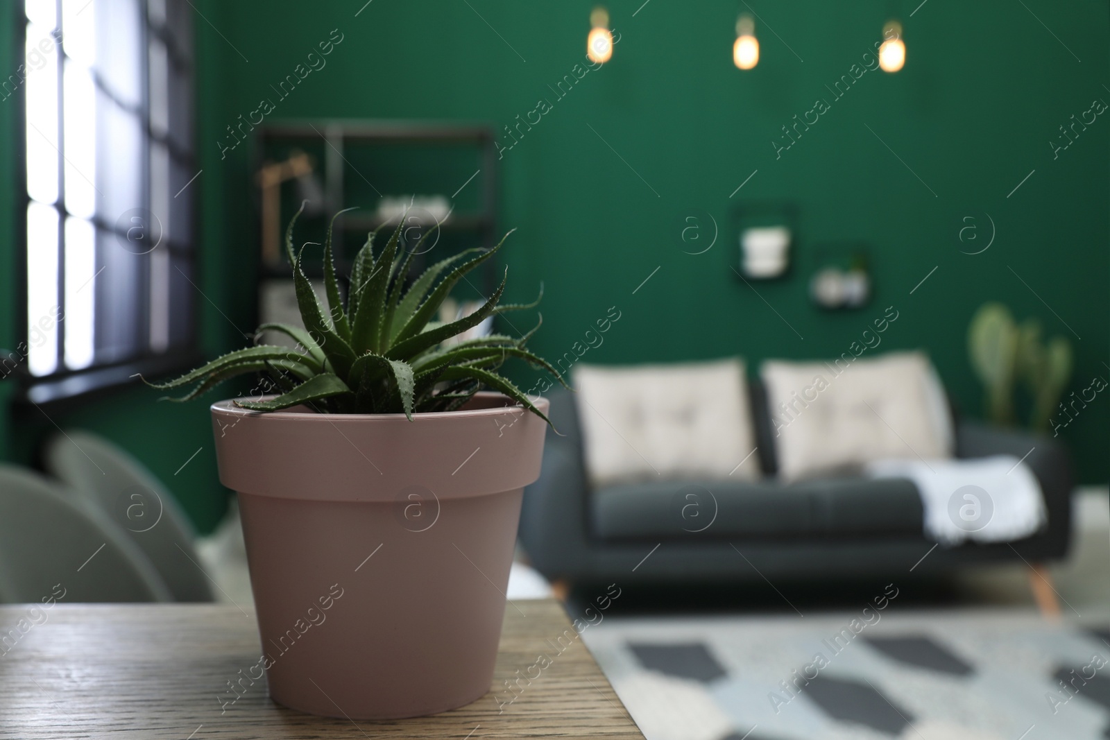 Photo of Pot with Aloe on wooden table in living room, space for text