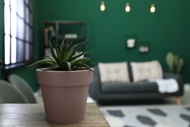 Pot with Aloe on wooden table in living room, space for text