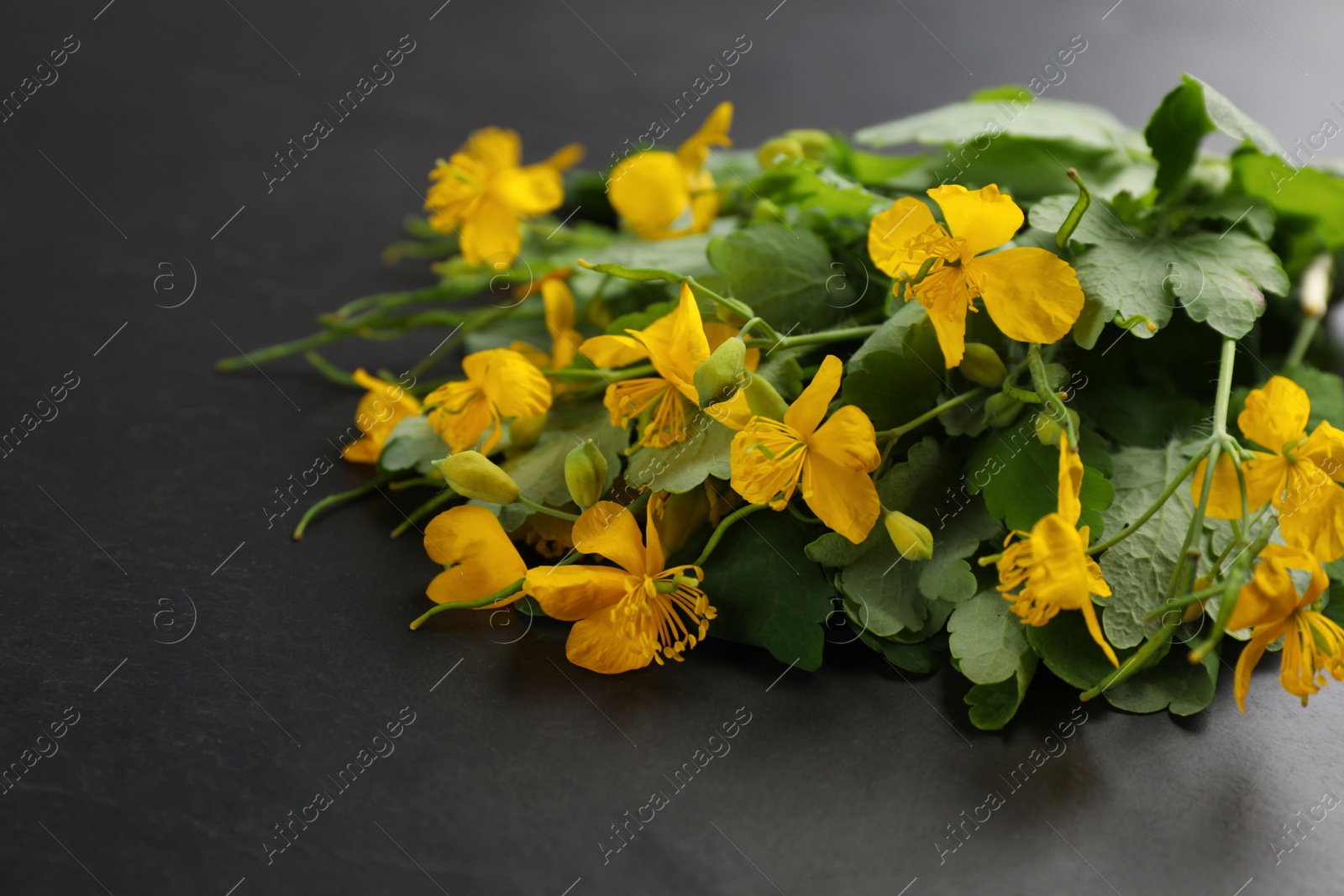 Photo of Celandine with beautiful yellow flowers on black table, closeup