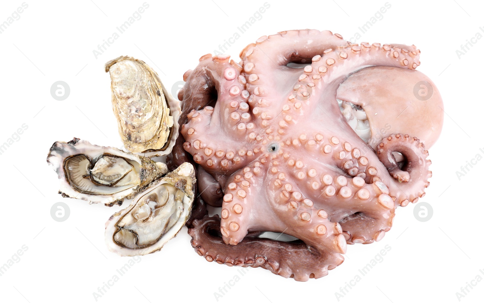 Photo of Fresh raw octopus and oysters isolated on white, top view. Sea food