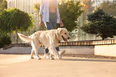 Photo of Owner walking with cute Golden Retriever dog outdoors on sunny day, closeup