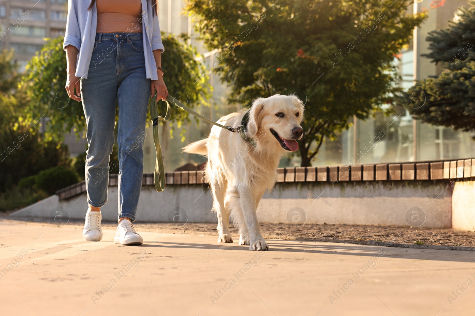 Photo of Owner walking with cute Golden Retriever dog outdoors on sunny day, closeup