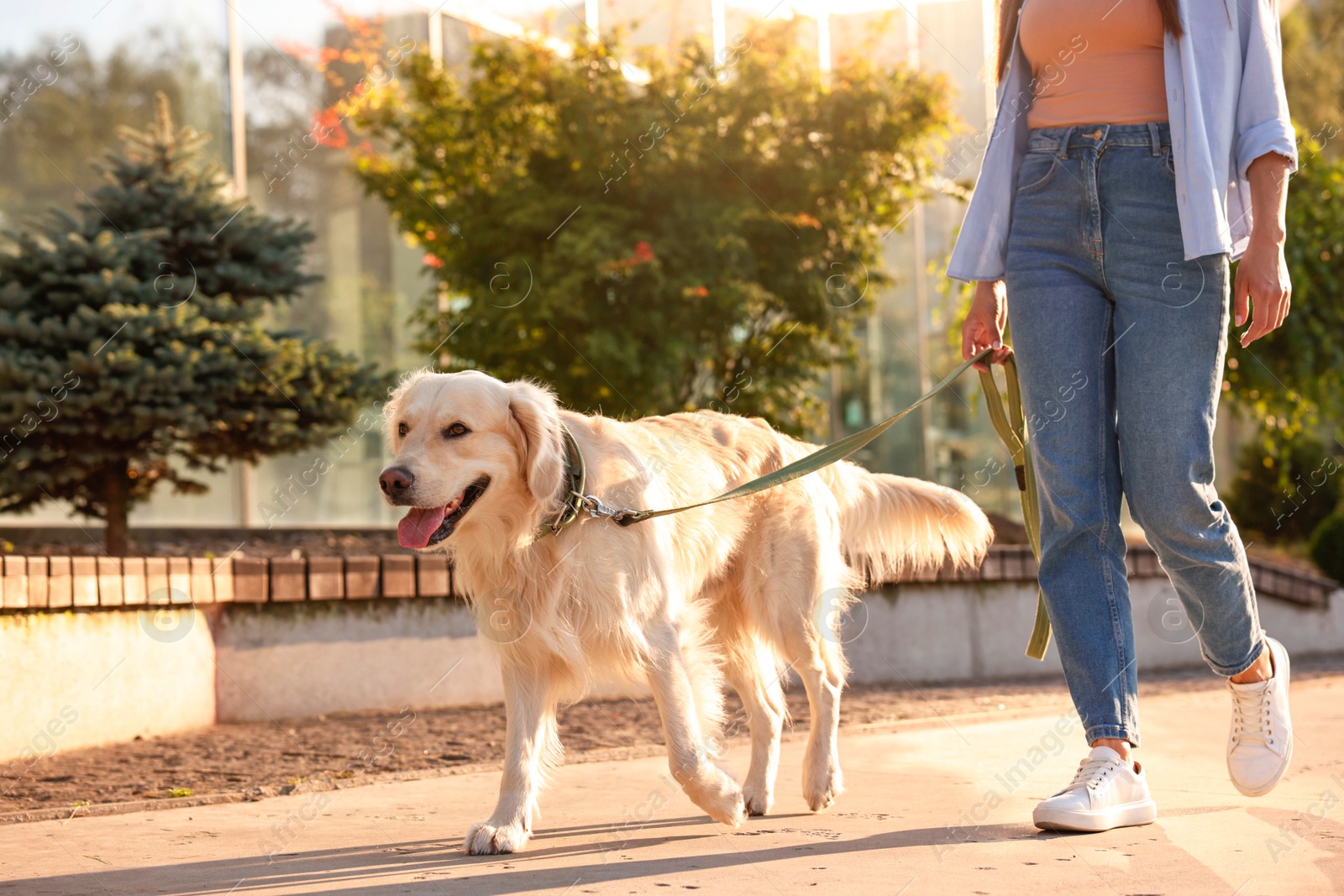 Photo of Owner walking with cute Golden Retriever dog outdoors on sunny day, closeup