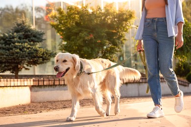 Owner walking with cute Golden Retriever dog outdoors on sunny day, closeup