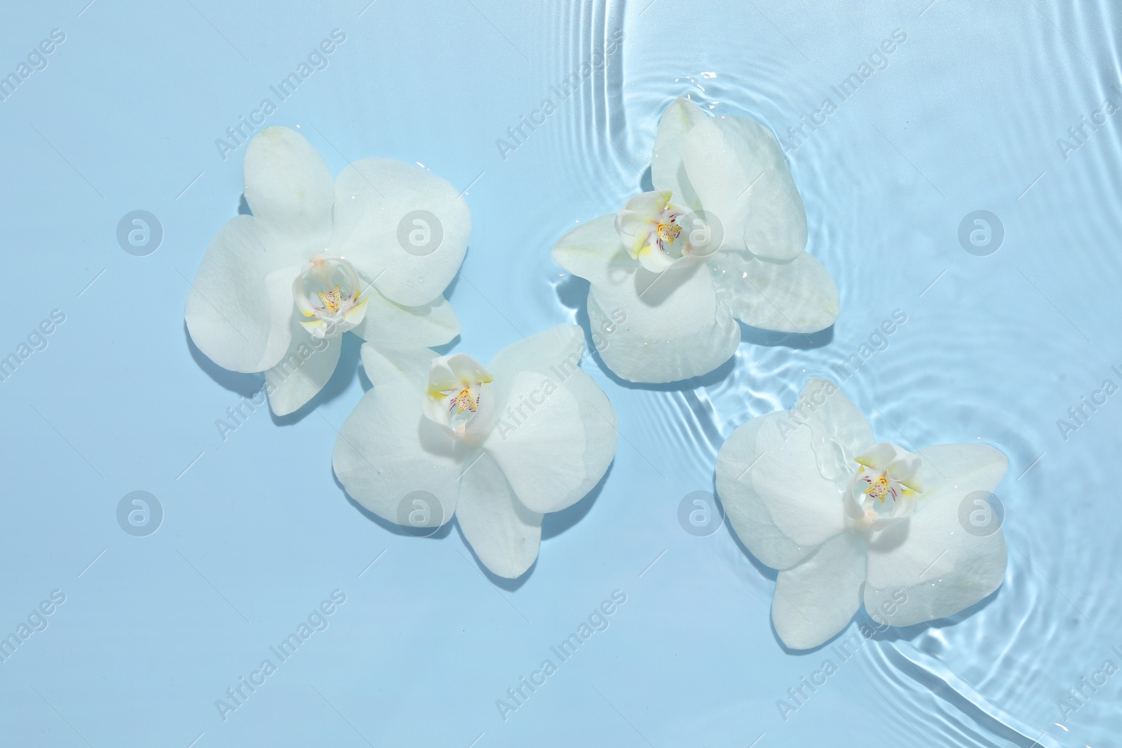 Photo of Beautiful orchid flowers in water on light blue background, flat lay