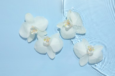 Beautiful orchid flowers in water on light blue background, flat lay