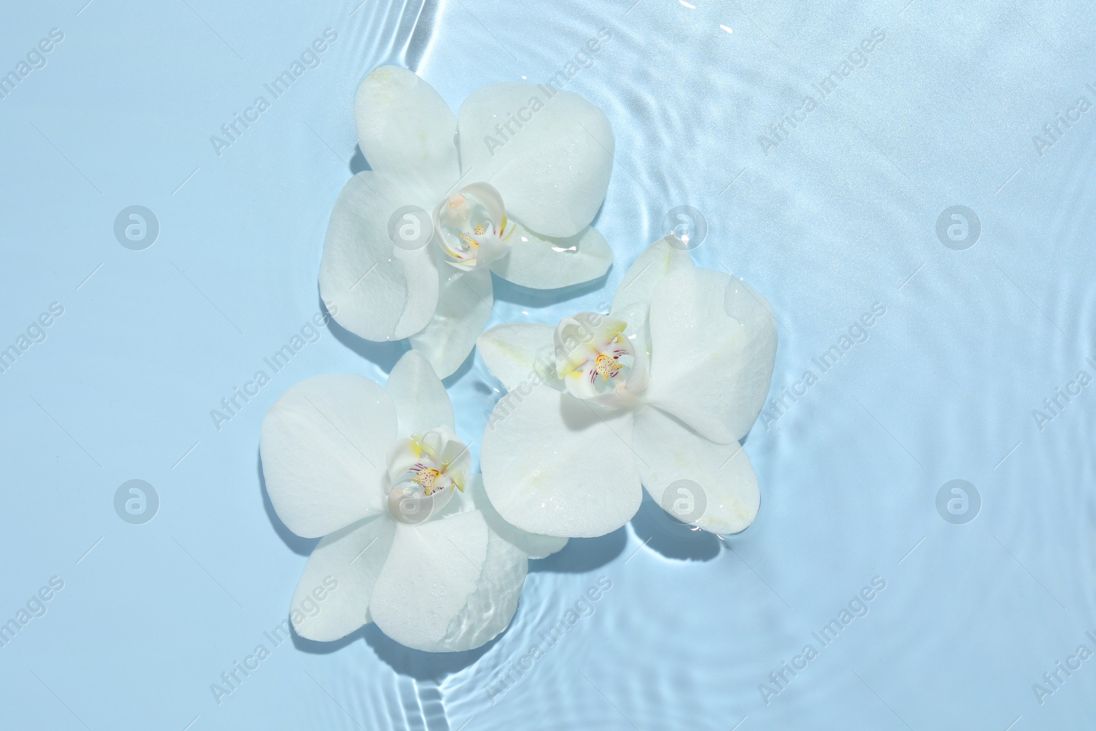 Photo of Beautiful orchid flowers in water on light blue background, flat lay