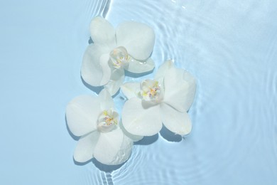 Photo of Beautiful orchid flowers in water on light blue background, flat lay