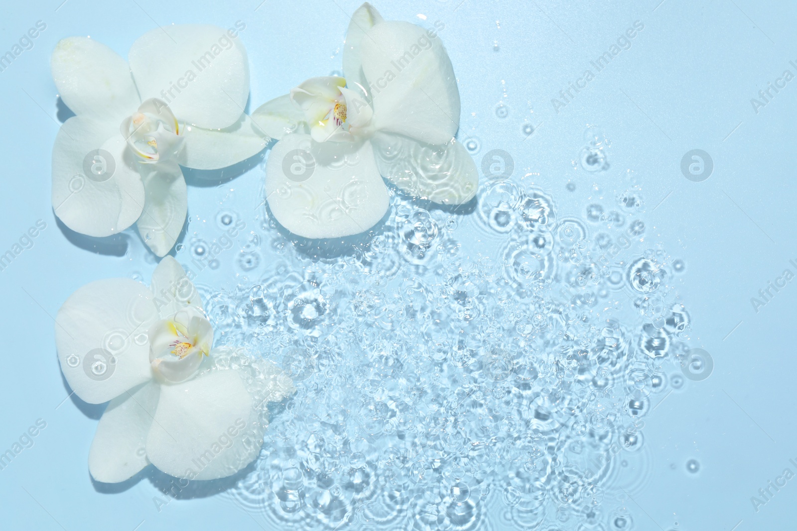 Photo of Beautiful orchid flowers in water on light blue background, flat lay. Space for text