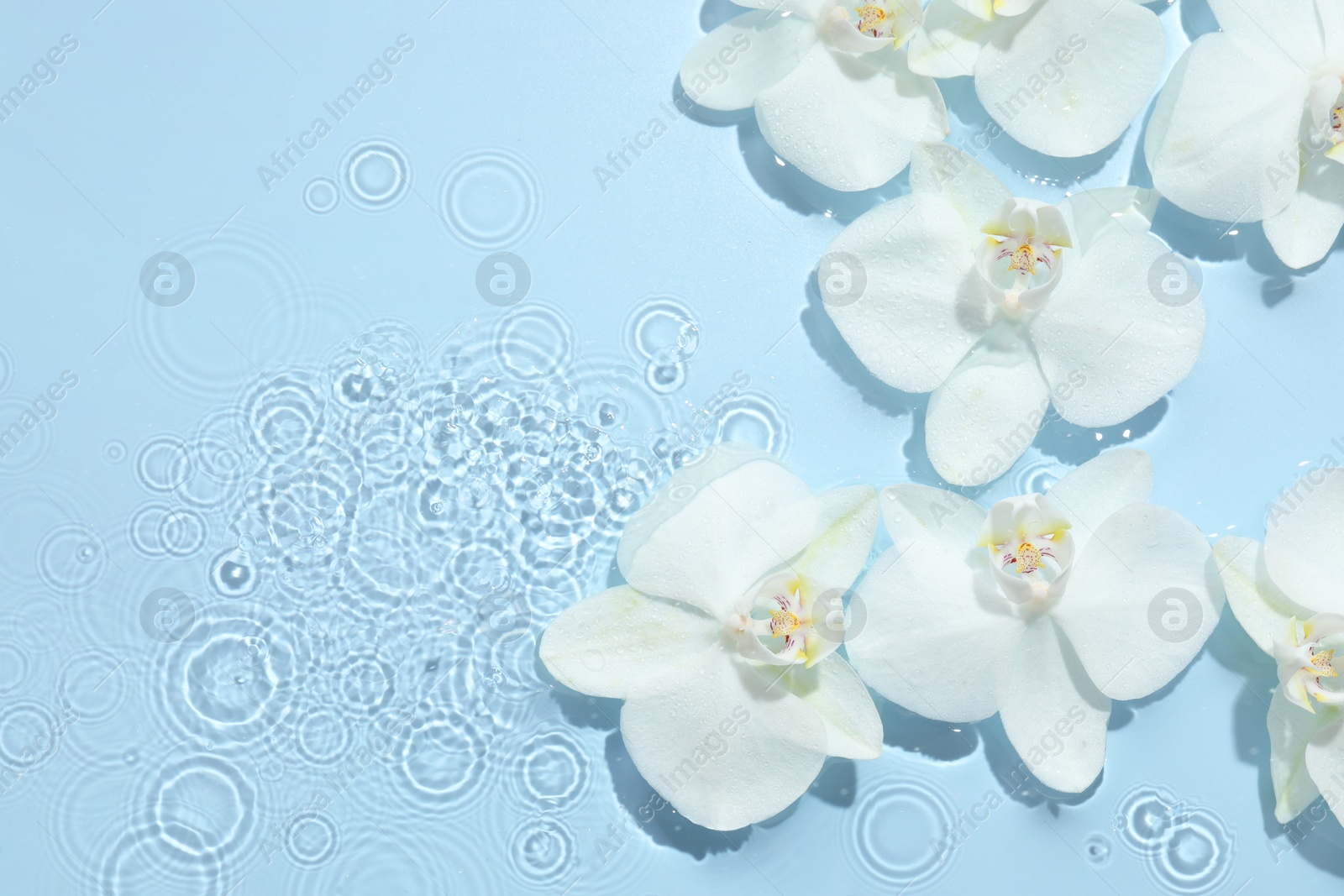 Photo of Beautiful orchid flowers in water on light blue background, flat lay. Space for text