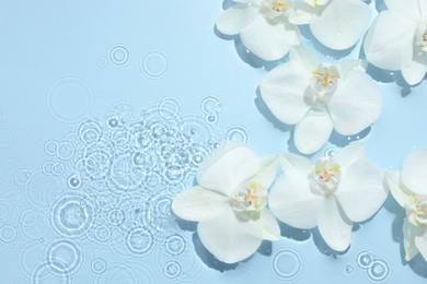 Beautiful orchid flowers in water on light blue background, flat lay. Space for text