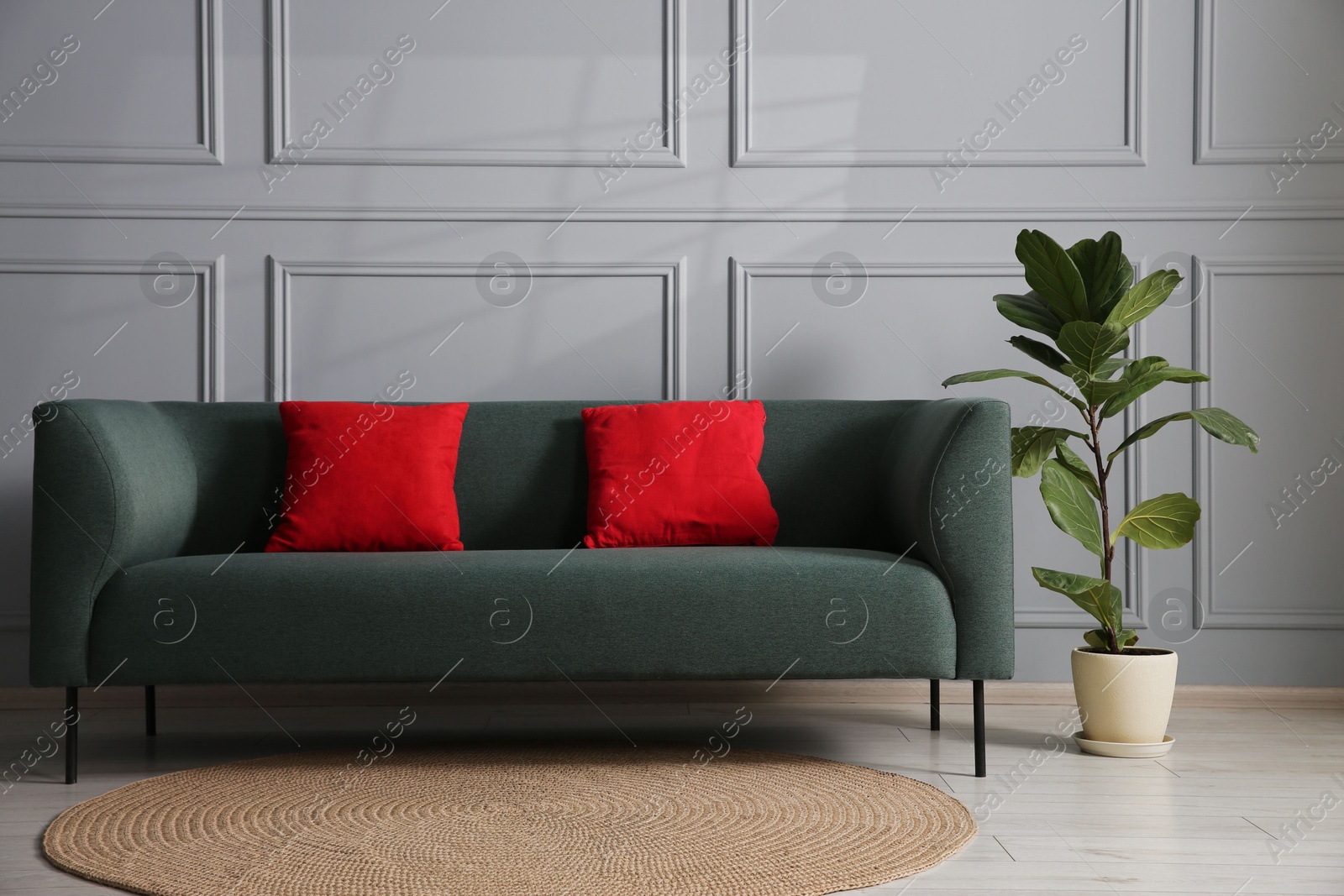 Photo of Comfortable sofa and houseplant near grey wall in room