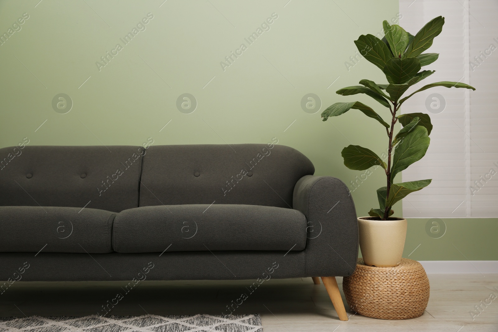 Photo of Stylish sofa and houseplant near green wall indoors