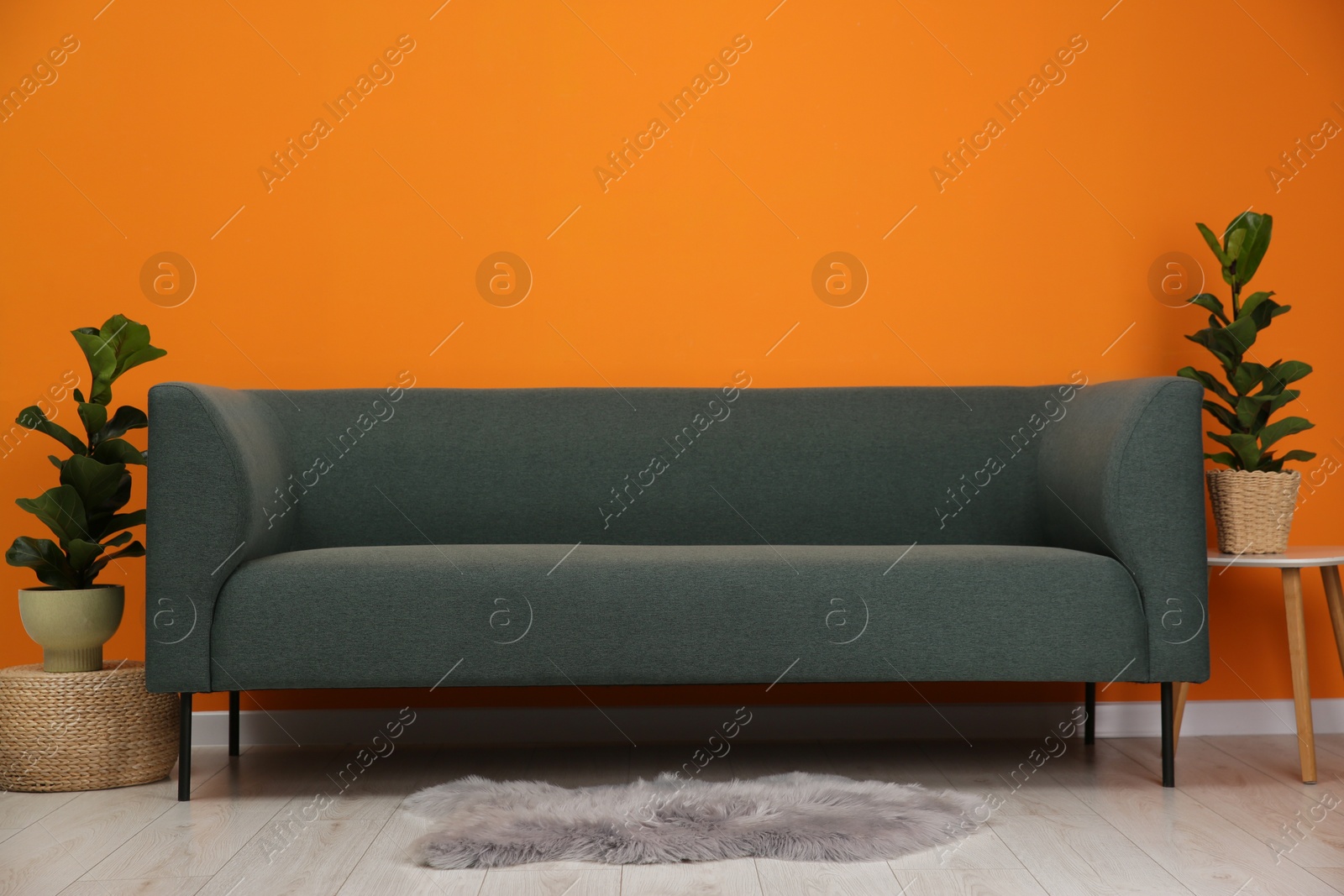 Photo of Stylish sofa and green houseplants near orange wall indoors