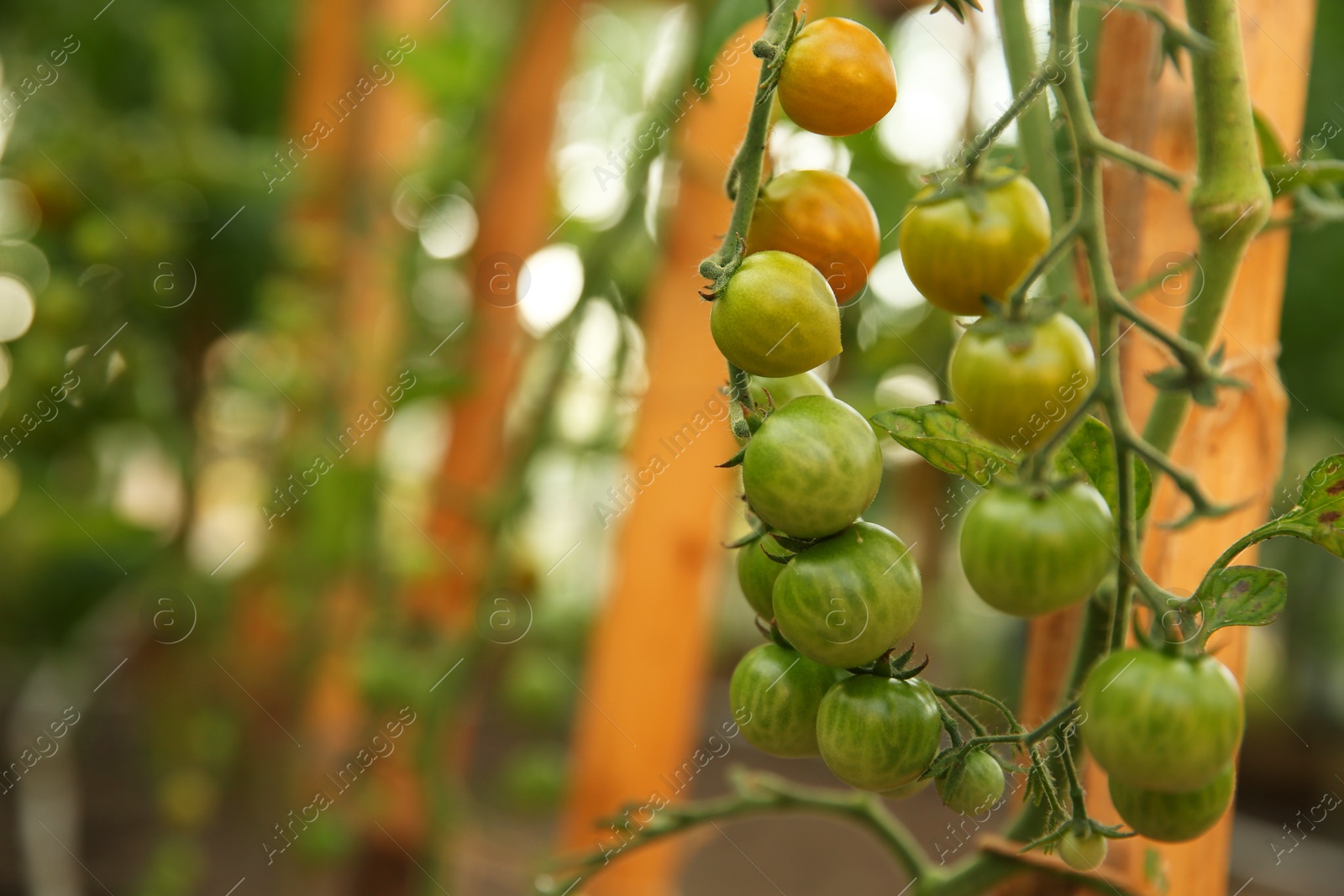 Photo of Unripe tomatoes growing in greenhouse, closeup. Vegetable garden