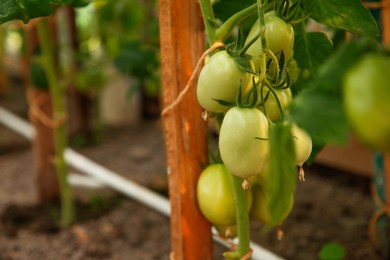 Photo of Unripe tomatoes growing in greenhouse, closeup. Vegetable garden