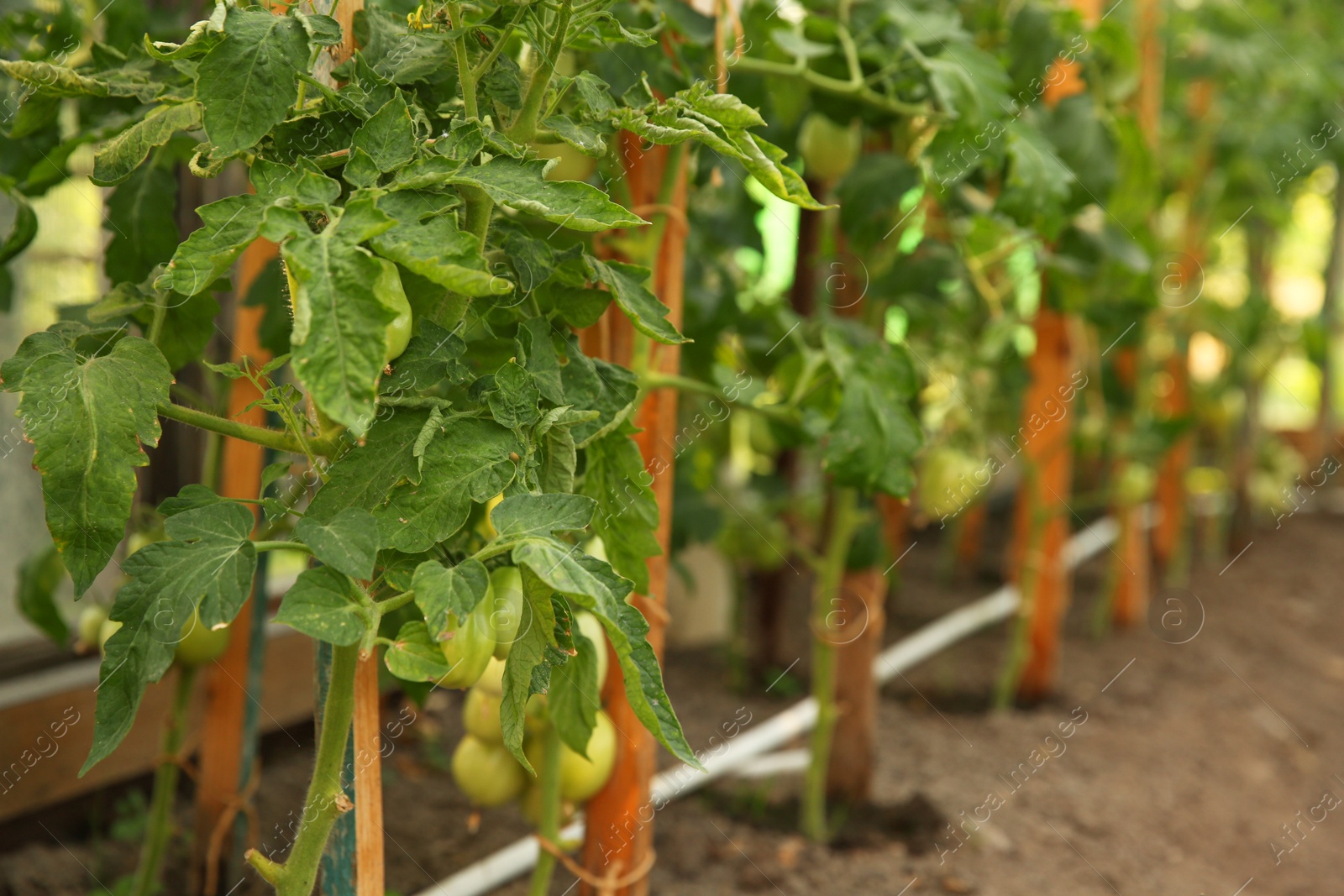 Photo of Unripe tomatoes growing in greenhouse, closeup. Vegetable garden