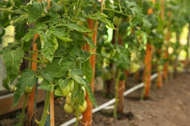 Photo of Unripe tomatoes growing in greenhouse, closeup. Vegetable garden