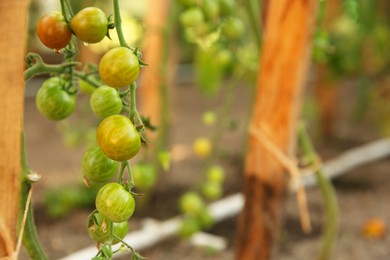 Photo of Unripe tomatoes growing in greenhouse, closeup. Vegetable garden