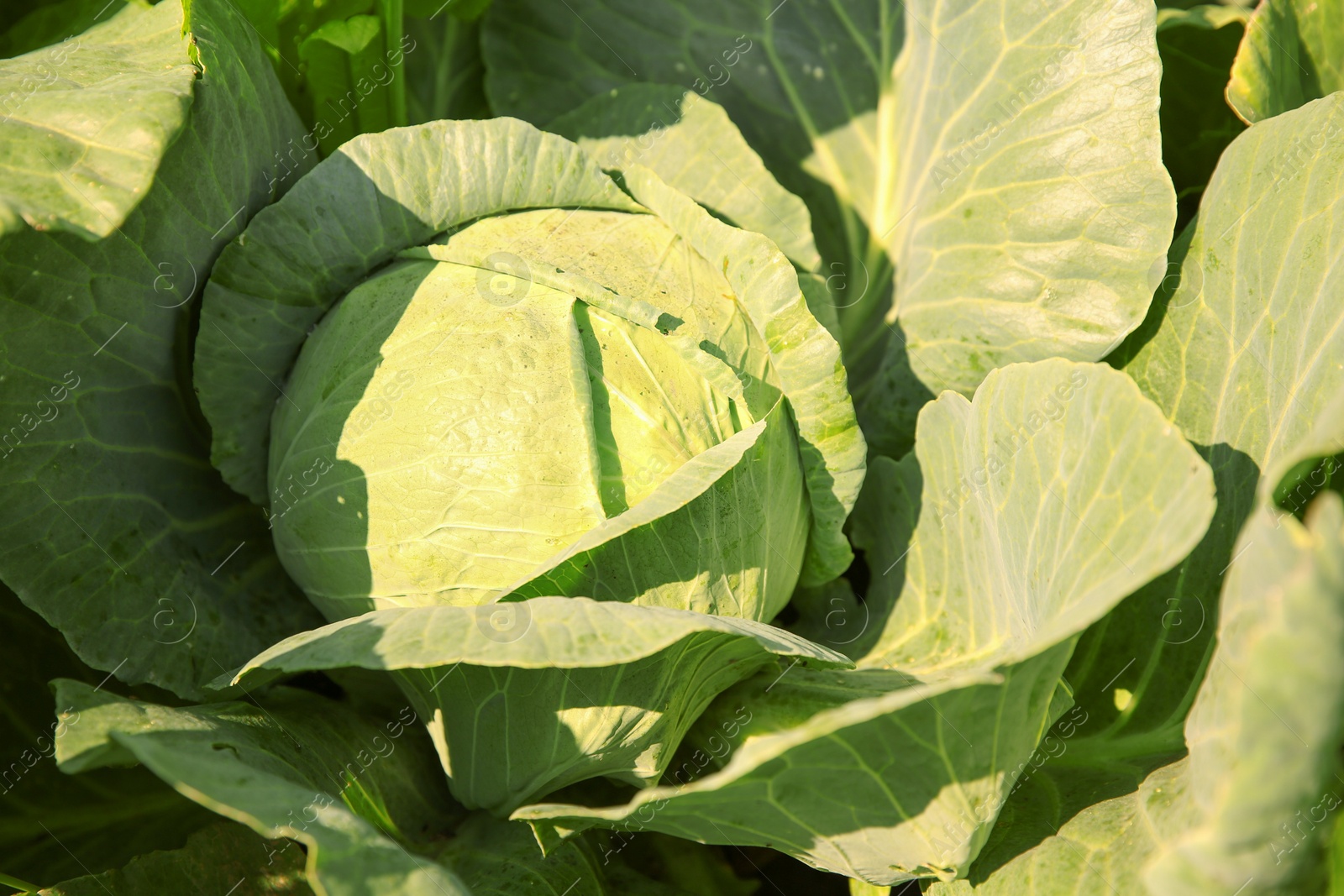 Photo of Green cabbage growing in garden on sunny day, closeup