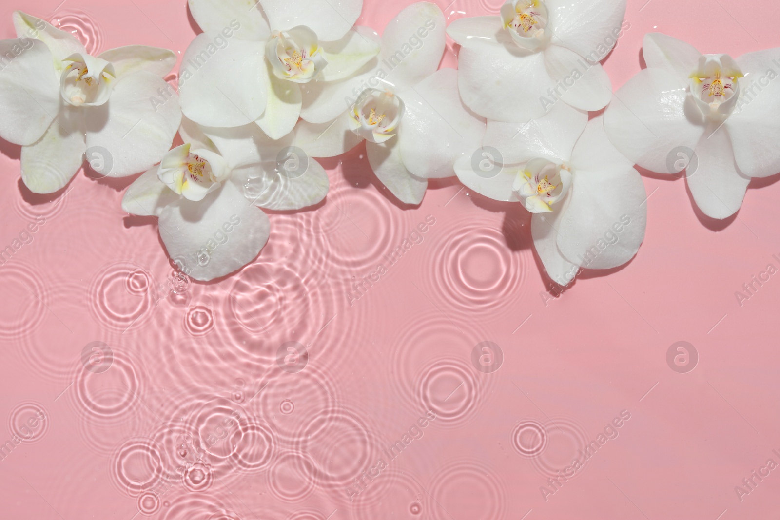 Photo of Beautiful orchid flowers in water on pink background, flat lay. Space for text