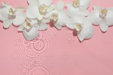 Photo of Beautiful orchid flowers in water on pink background, flat lay. Space for text